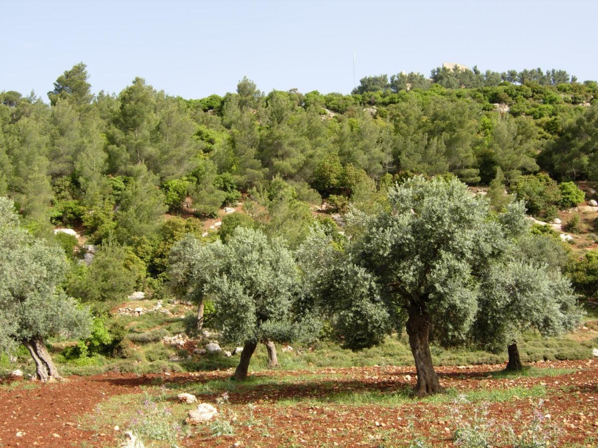Ajloun Hotel Екстер'єр фото
