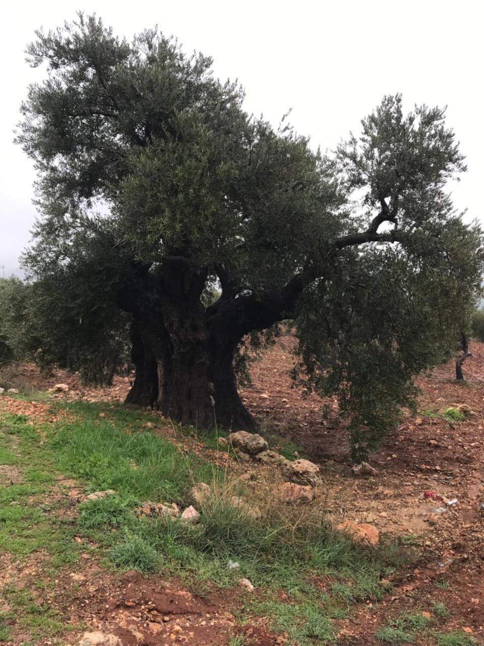 Ajloun Hotel Екстер'єр фото