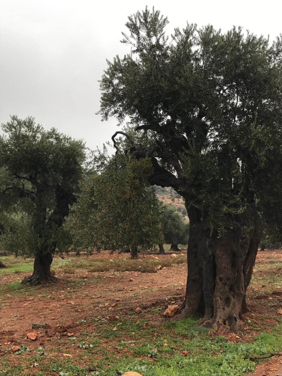 Ajloun Hotel Екстер'єр фото