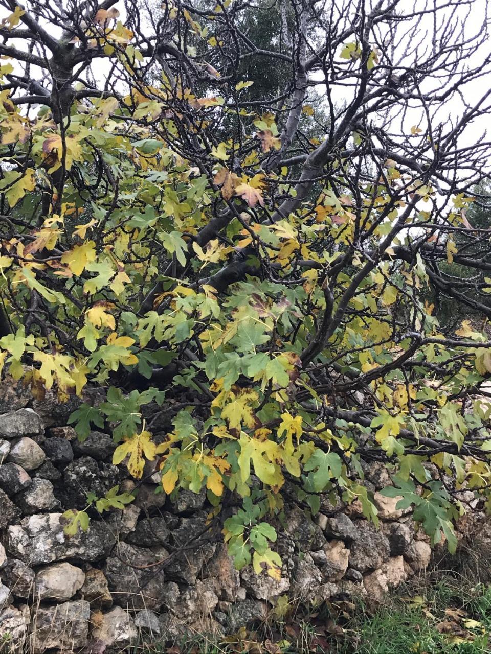 Ajloun Hotel Екстер'єр фото